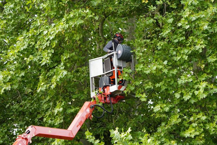 A person in a cherry picker trimming a tree, surrounded by green foliage.