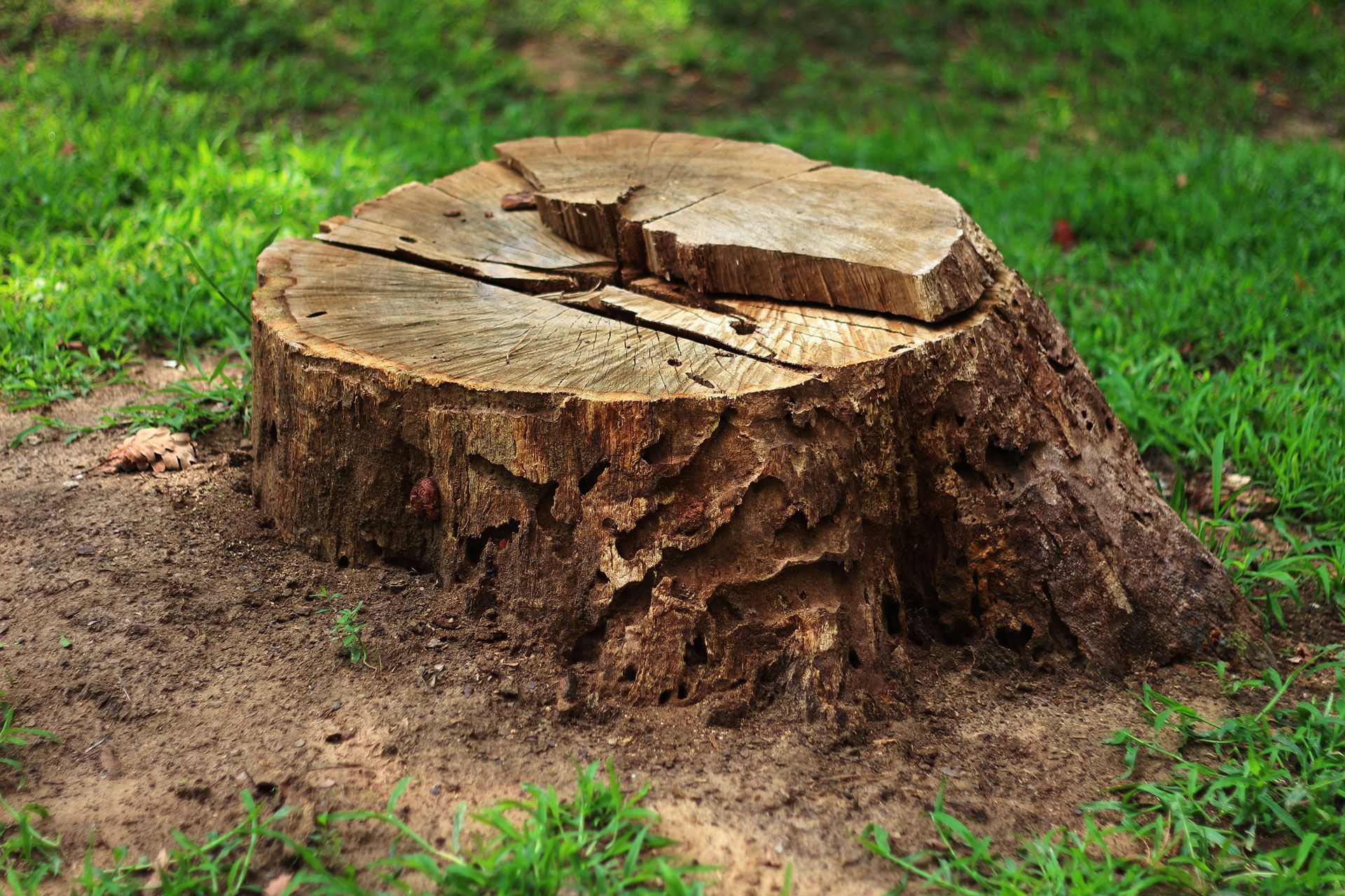 Tree stump in a grassy area, with exposed wood grain and cracks on top, surrounded by dirt.