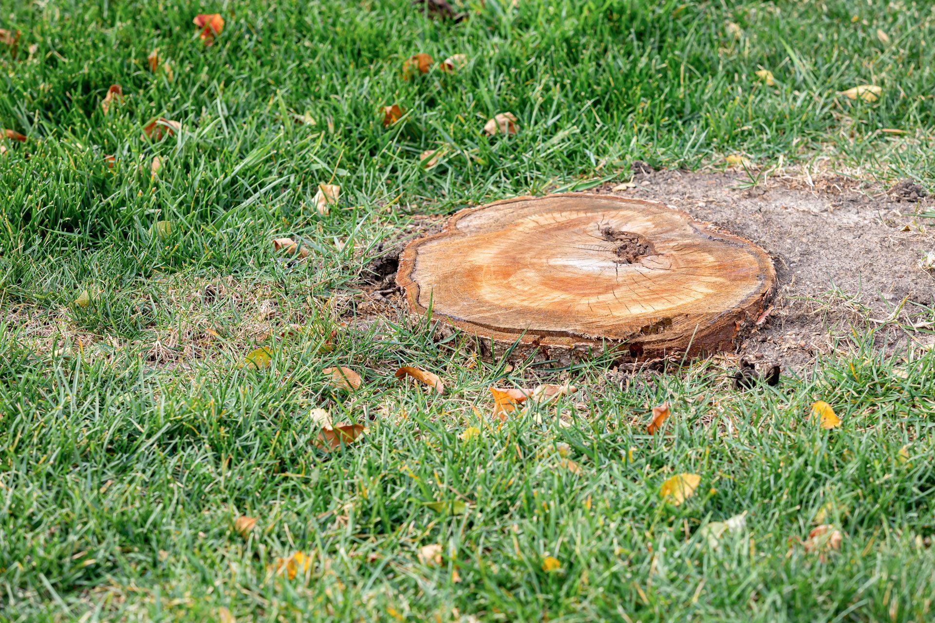 Tree stump in green grass.