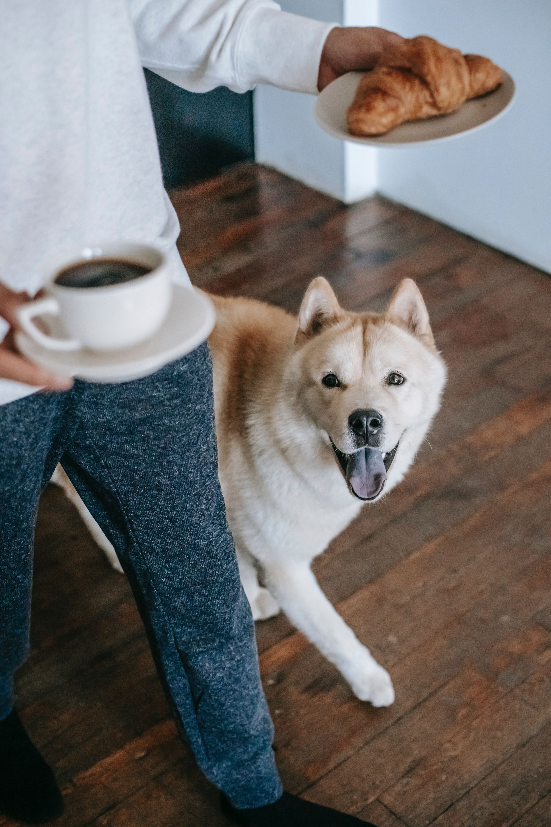 Person holding coffee and croissant, dog smiling with tongue out on wooden floor.