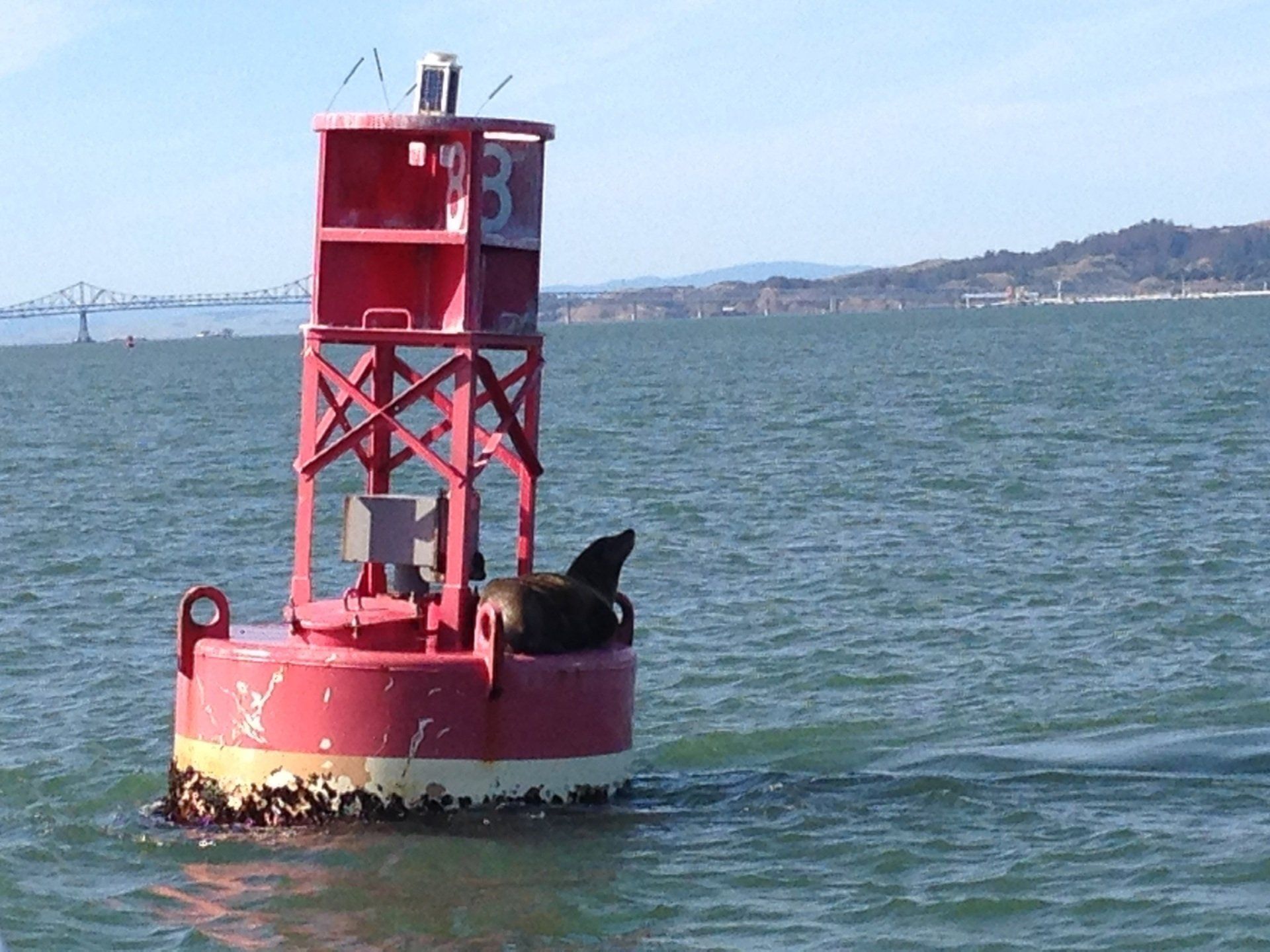 Fur seals enjoying the sun on a large buoy.