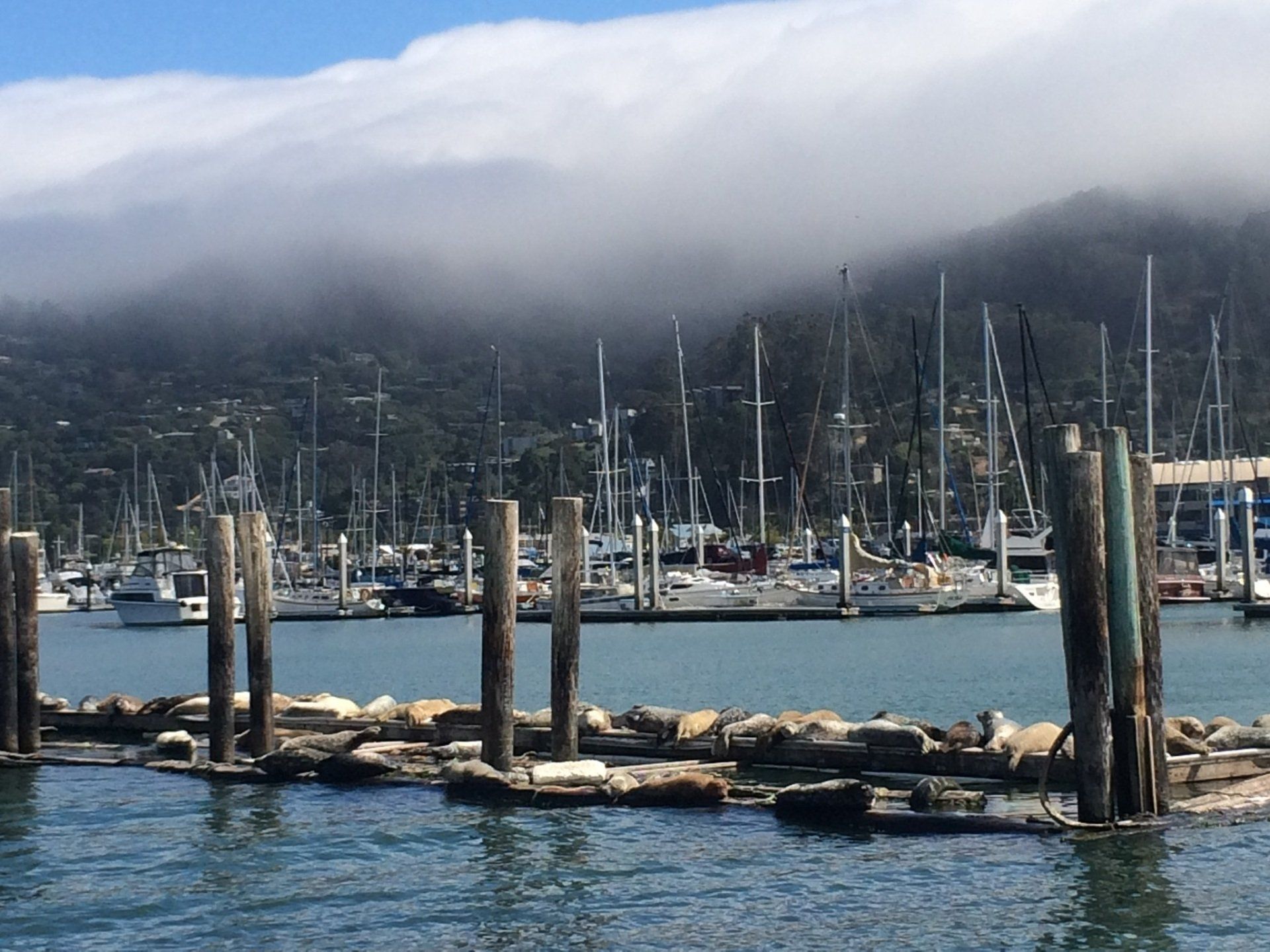 The fog rolling over the hills into Sausalito.