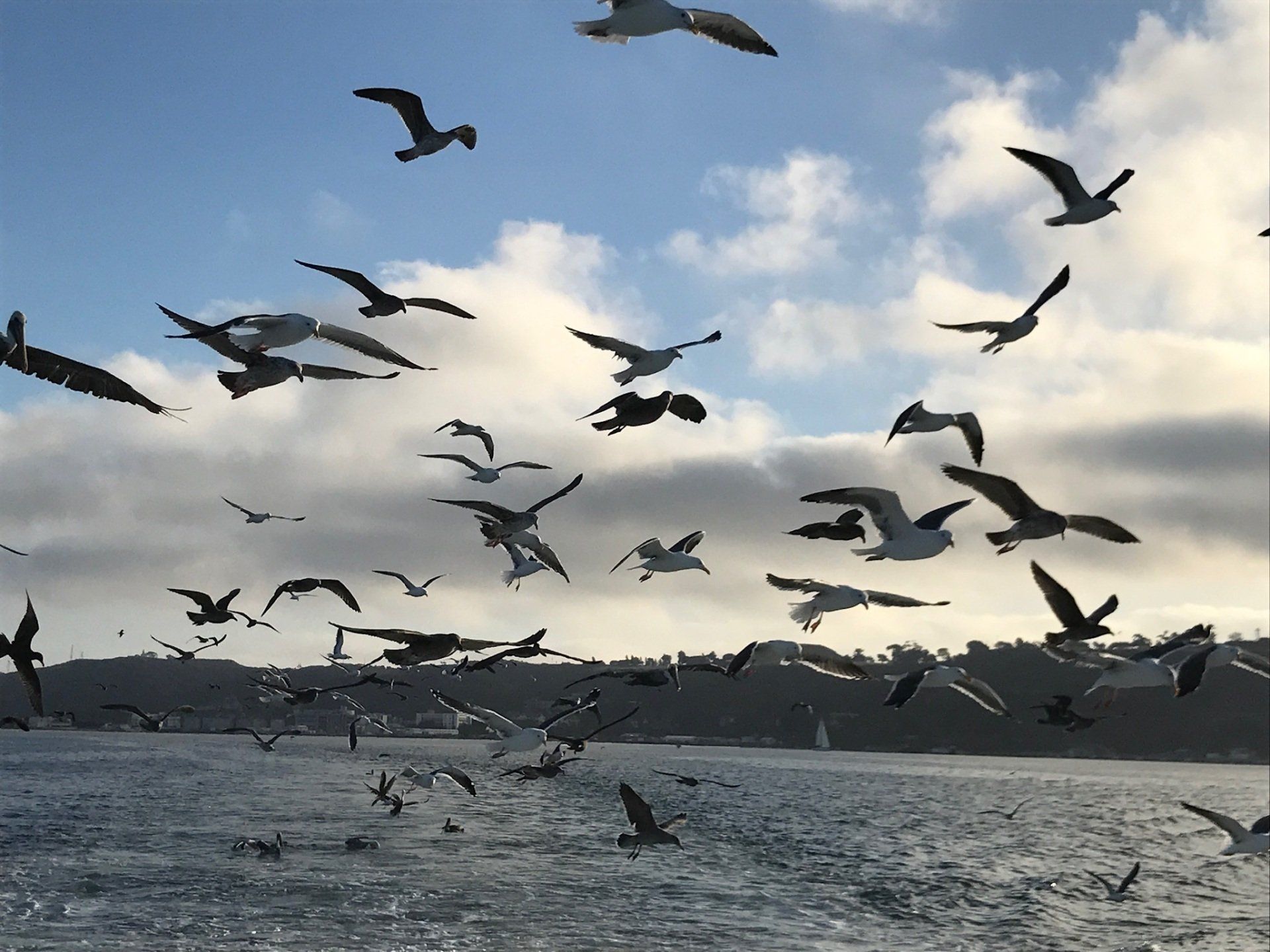Sea birds flying with Sausalito in the background.
