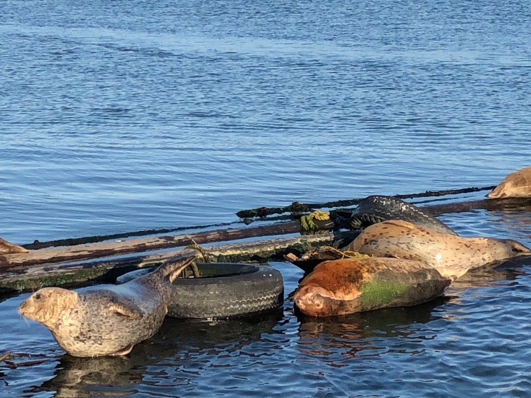 Harbor Seals lounging on the breakwater.