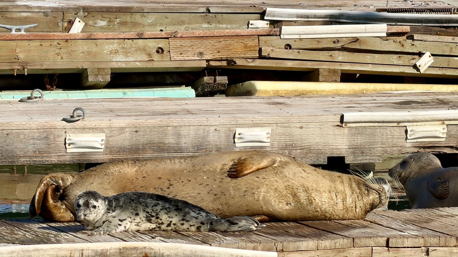 Harbor seals enjoying the sun on the dock.