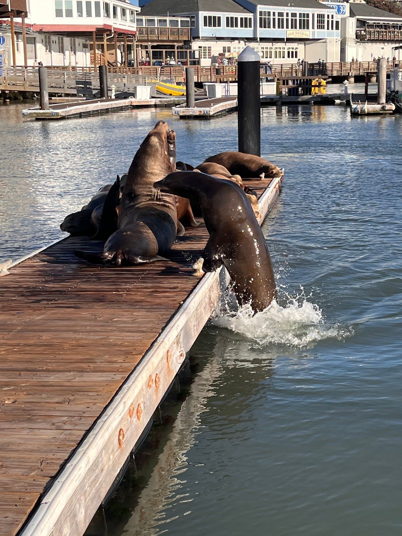 Fur seals enjoying the sun on the docks of San Francisco.