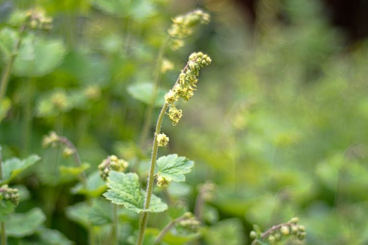 ALCHEMILLA