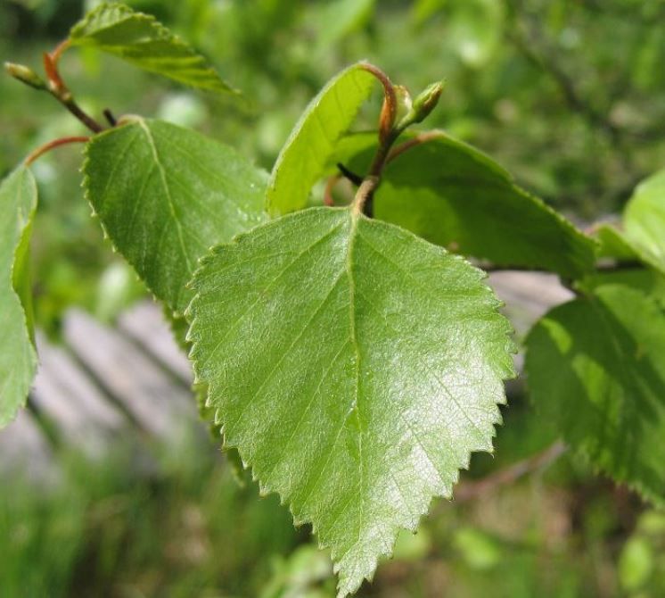 BETULLA