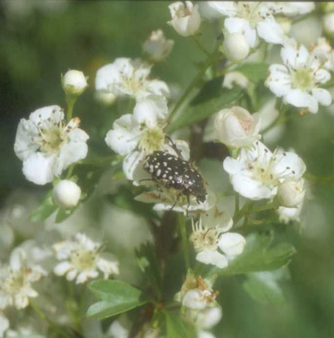 BIANCOSPINO