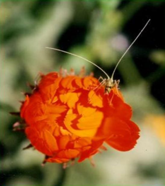 CALENDULA