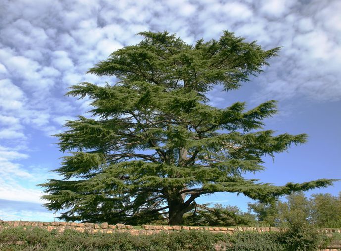 CEDRO DEL LIBANO