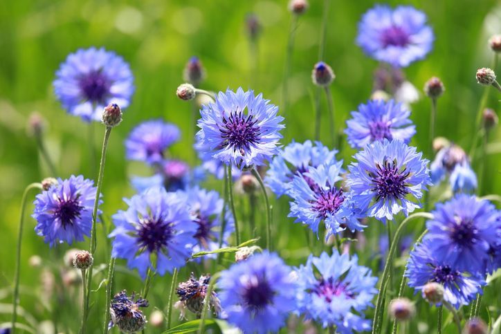 CENTAUREA