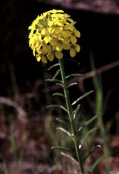 ERISIMO