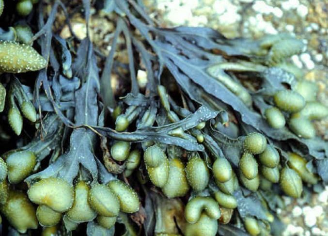 FUCUS