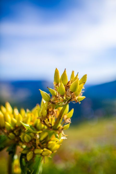 GENZIANA