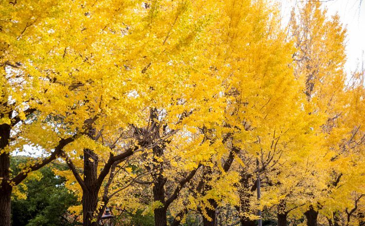 GINKGO BILOBA