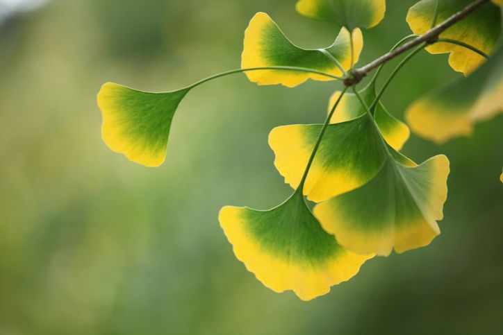 GINKGO