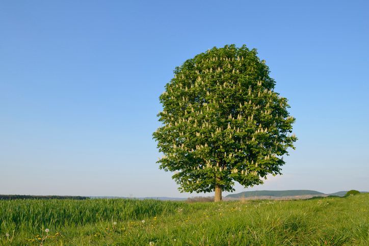 IPPOCASTANO