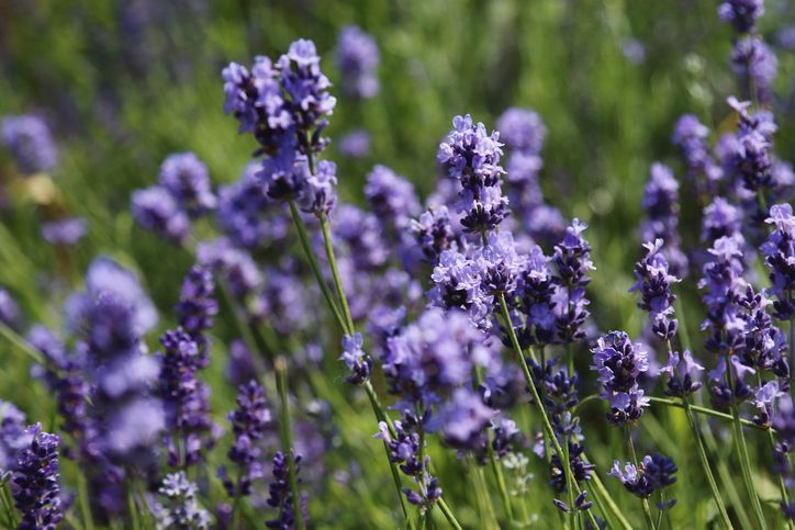 LAVANDA