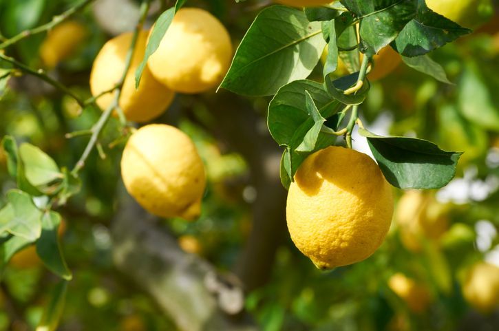 LIMONE