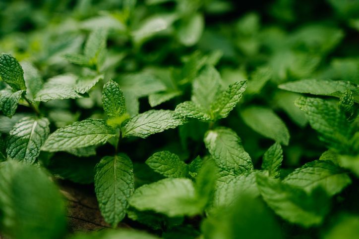Menta