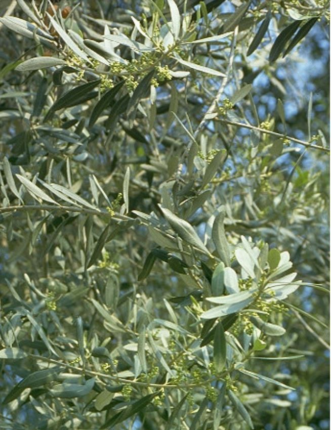 OLIVO