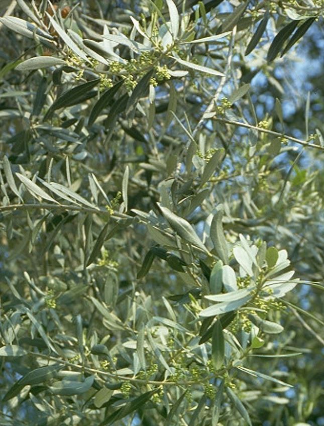 OLIVO
