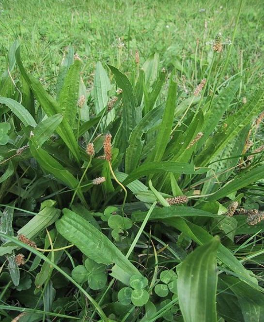 PIANTAGGINE