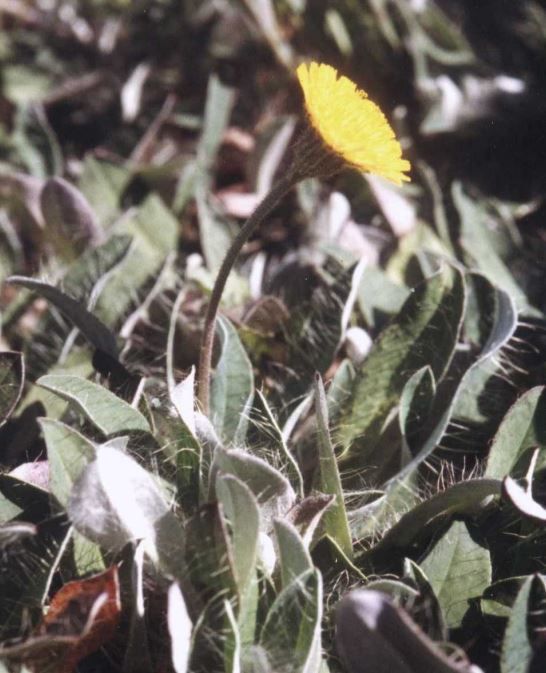PILOSELLA