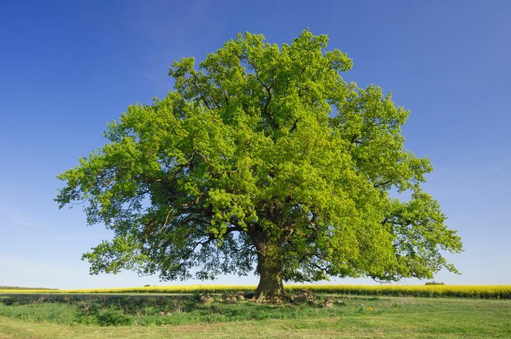 QUERCIA