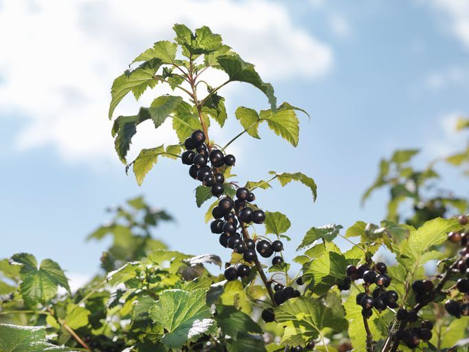 RIBES NERO