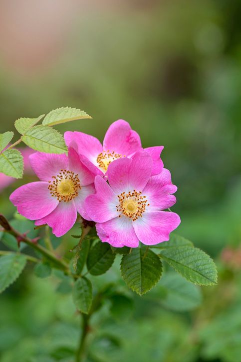ROSA CANINA