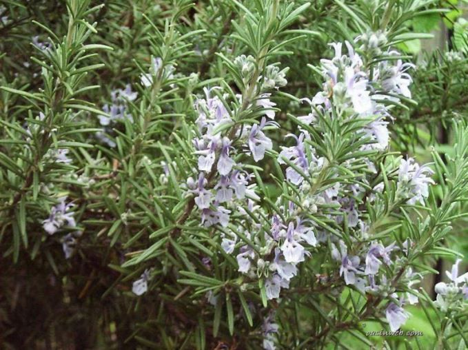 ROSMARINO