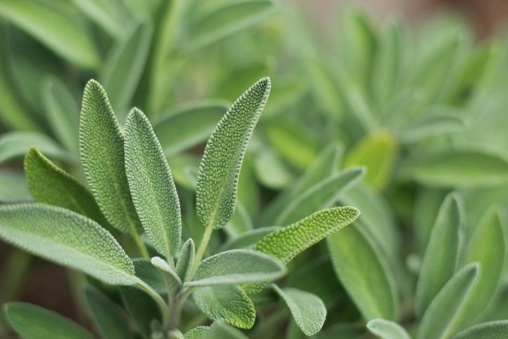 SALVIA