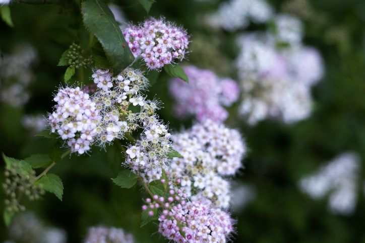 SPIREA