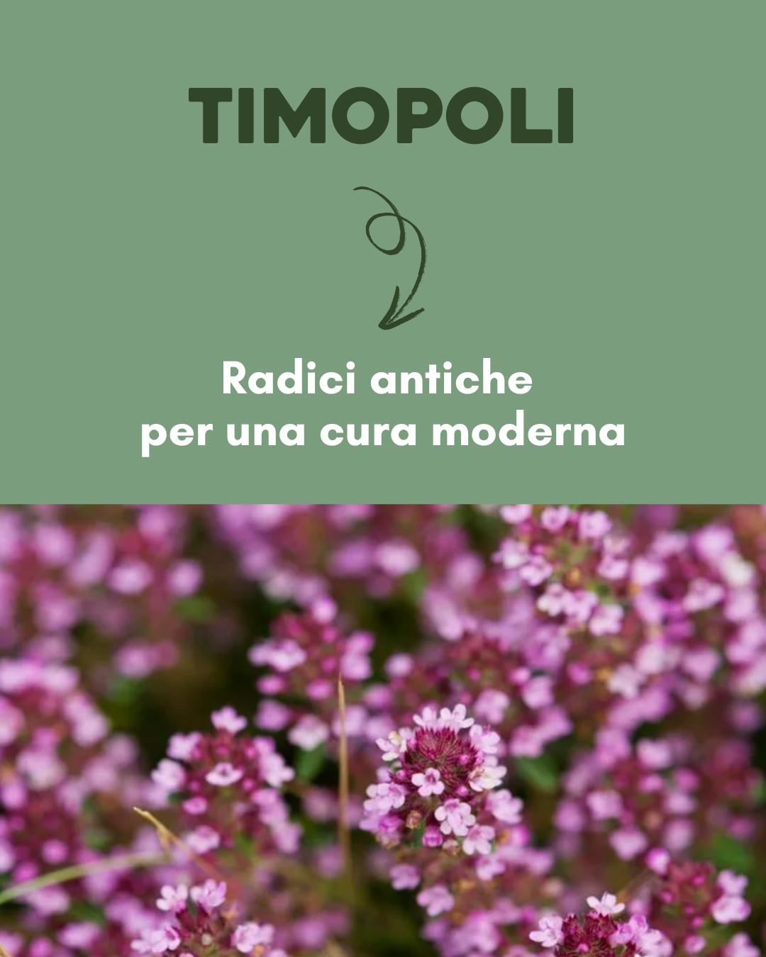 TIMOPOLI
