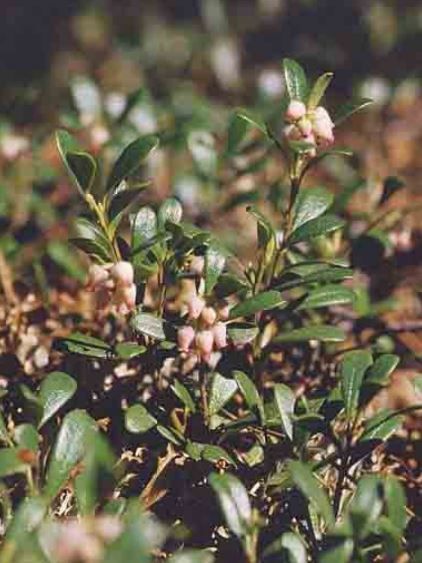 UVA URSINA