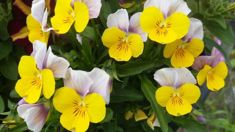 VIOLA TRICOLOR
