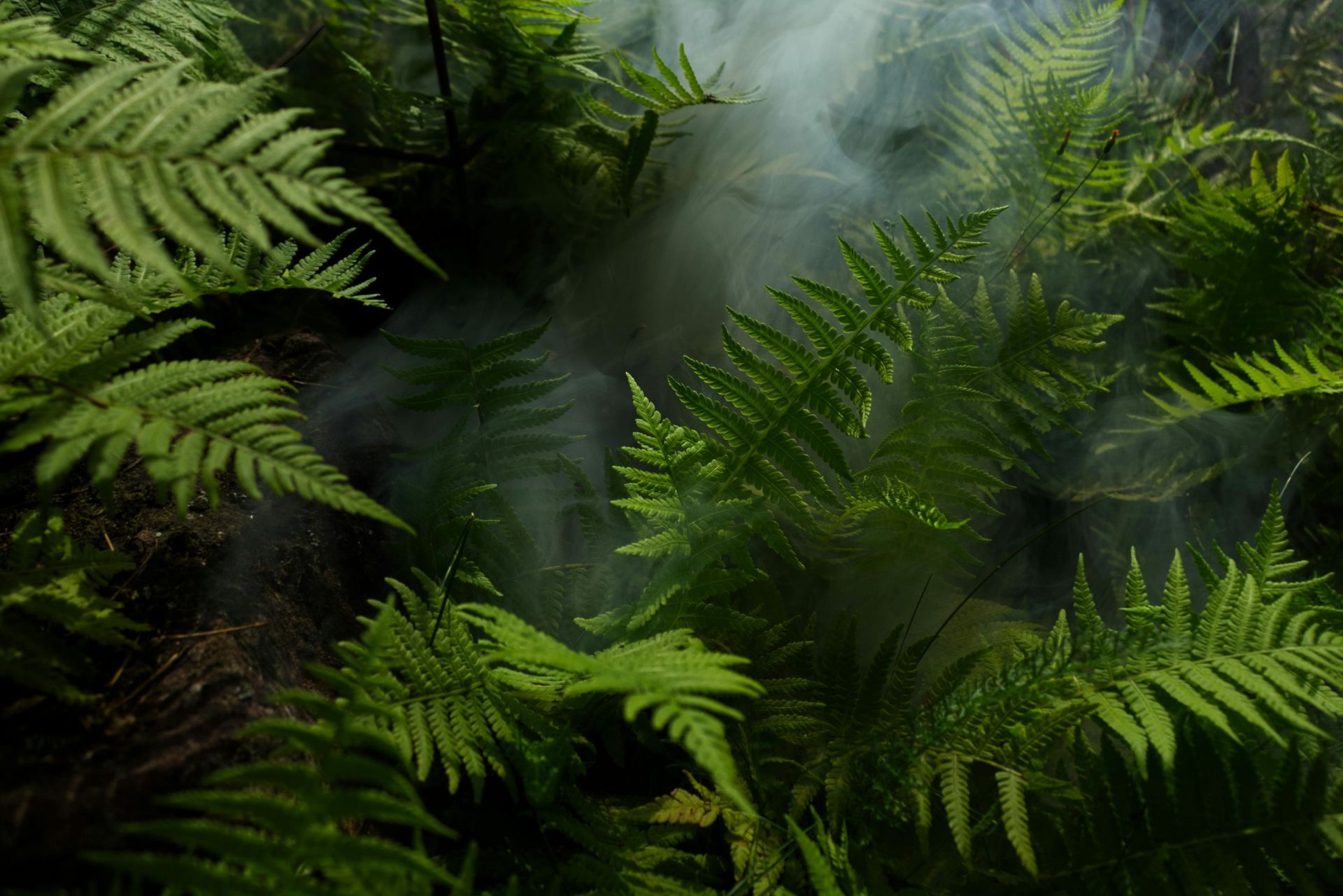 Il y a de la fumée qui sort des fougères dans la forêt.
