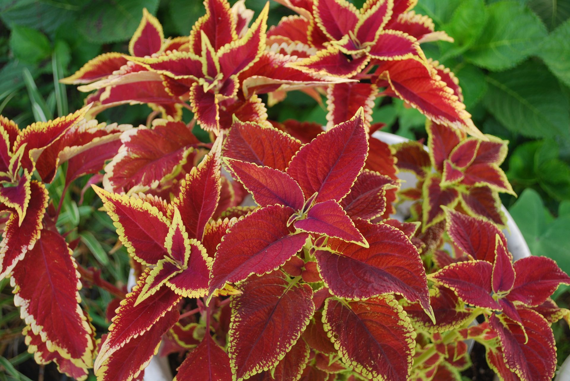 Red and green coleus leaves with yellow edges in a close-up garden view