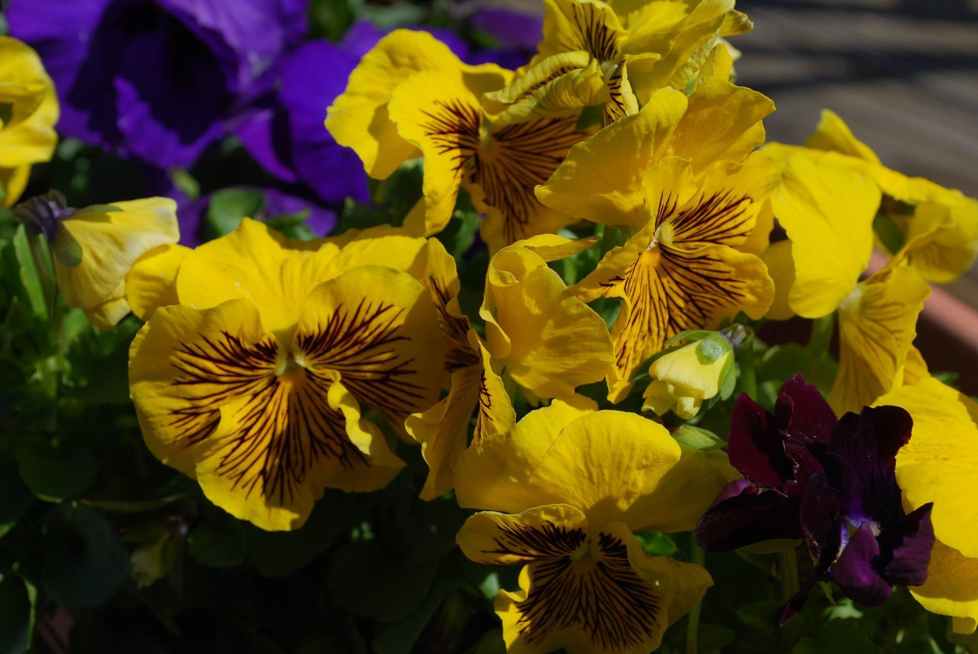 Yellow and purple pansy flowers in bloom, filling the frame with bright color.