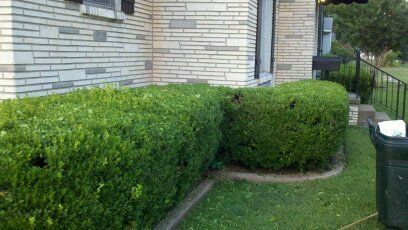 Trimmed green hedges along a stone house wall beside a lawn and walkway