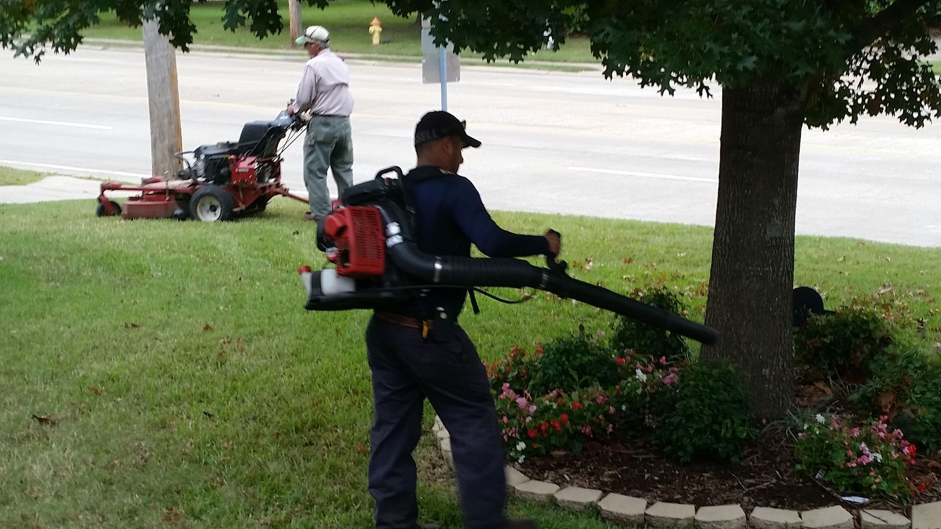 Two landscapers using string trimmers around a grassy yard and tree near a road