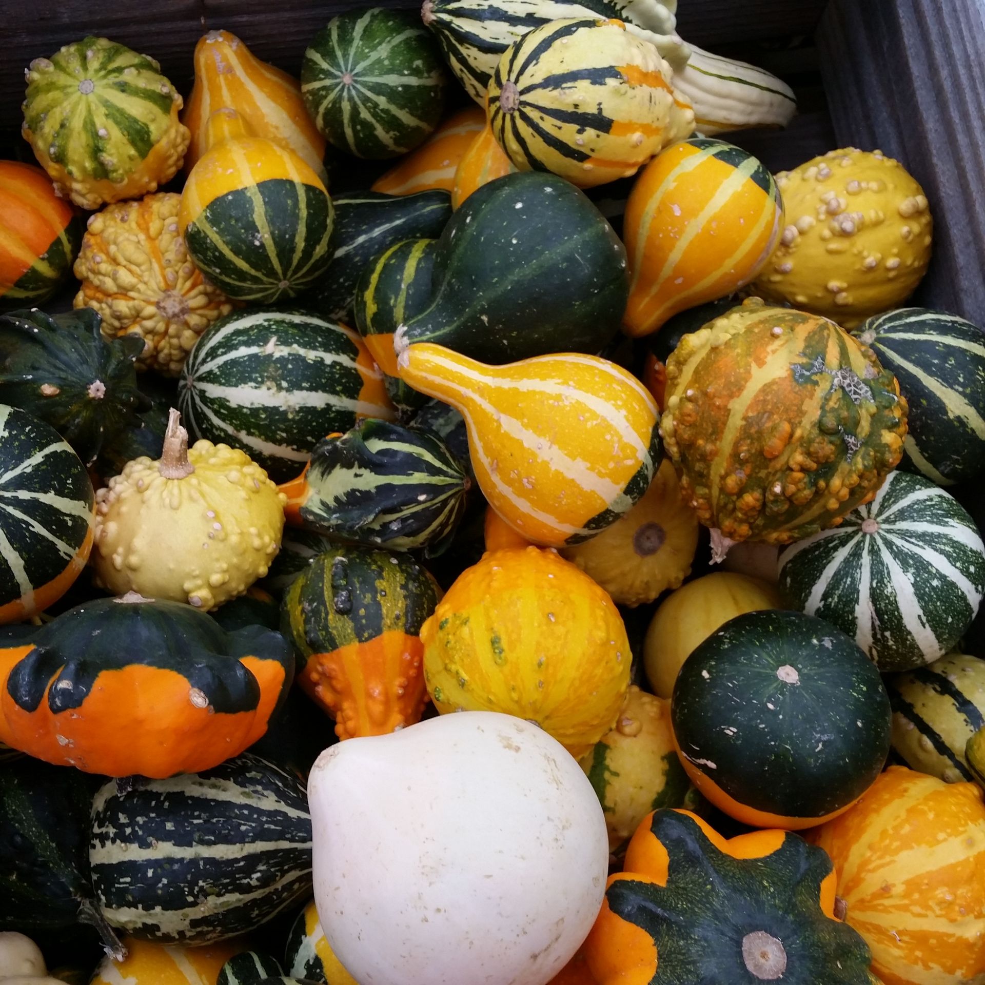 Pile of colorful decorative gourds and pumpkins in yellow, green, orange, and white patterns