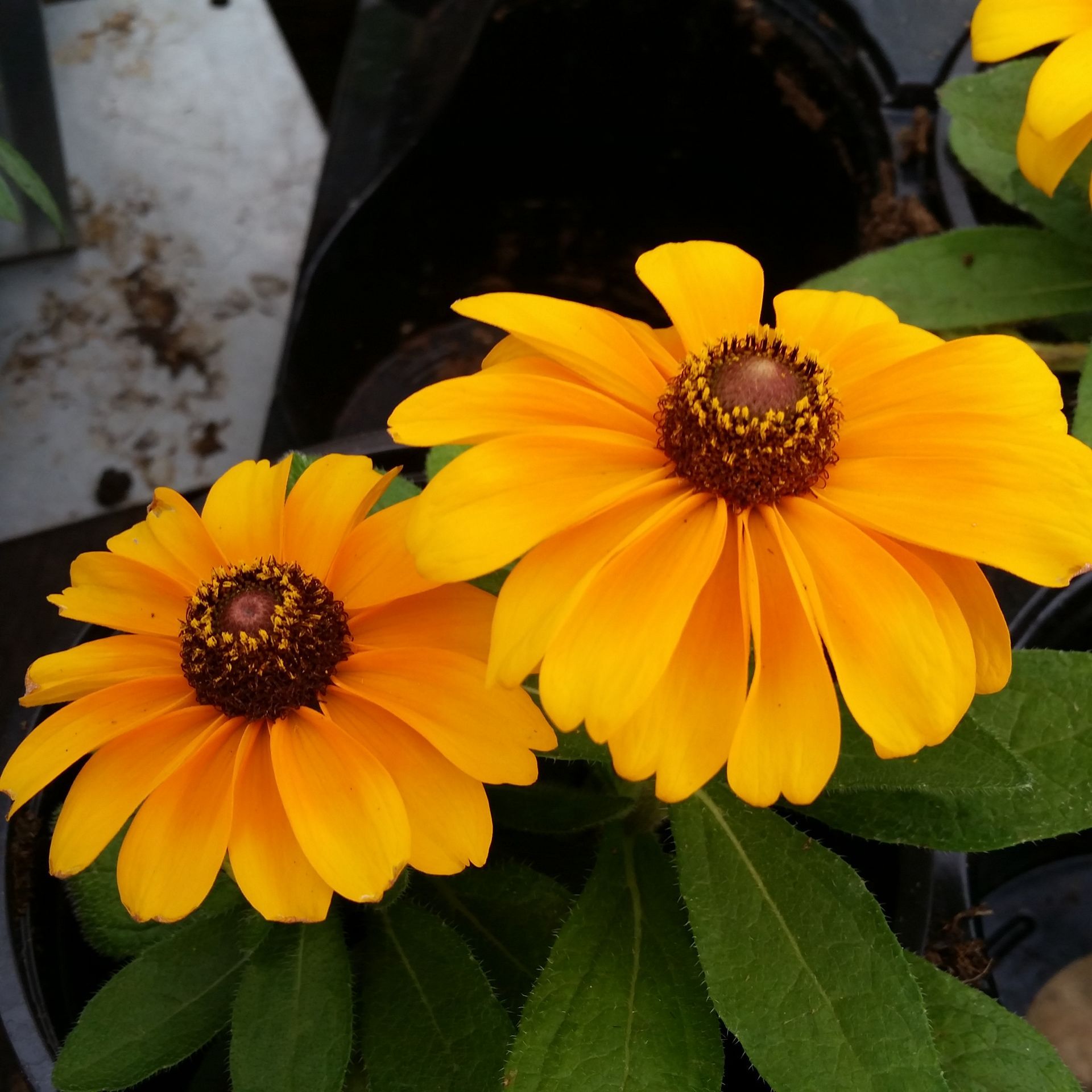 Yellow Flower
