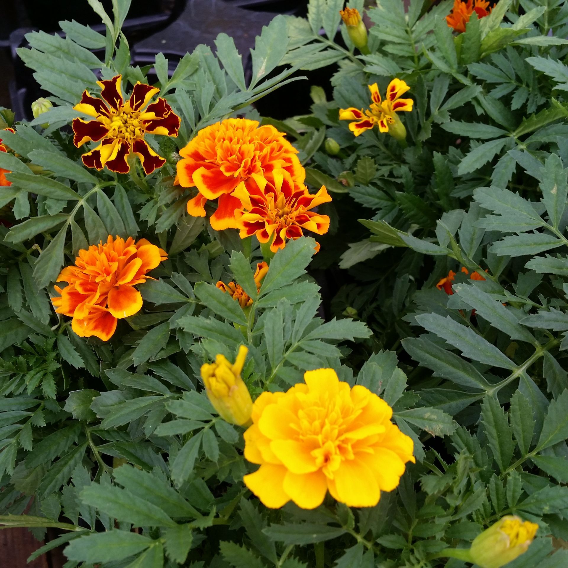 Flower Plant