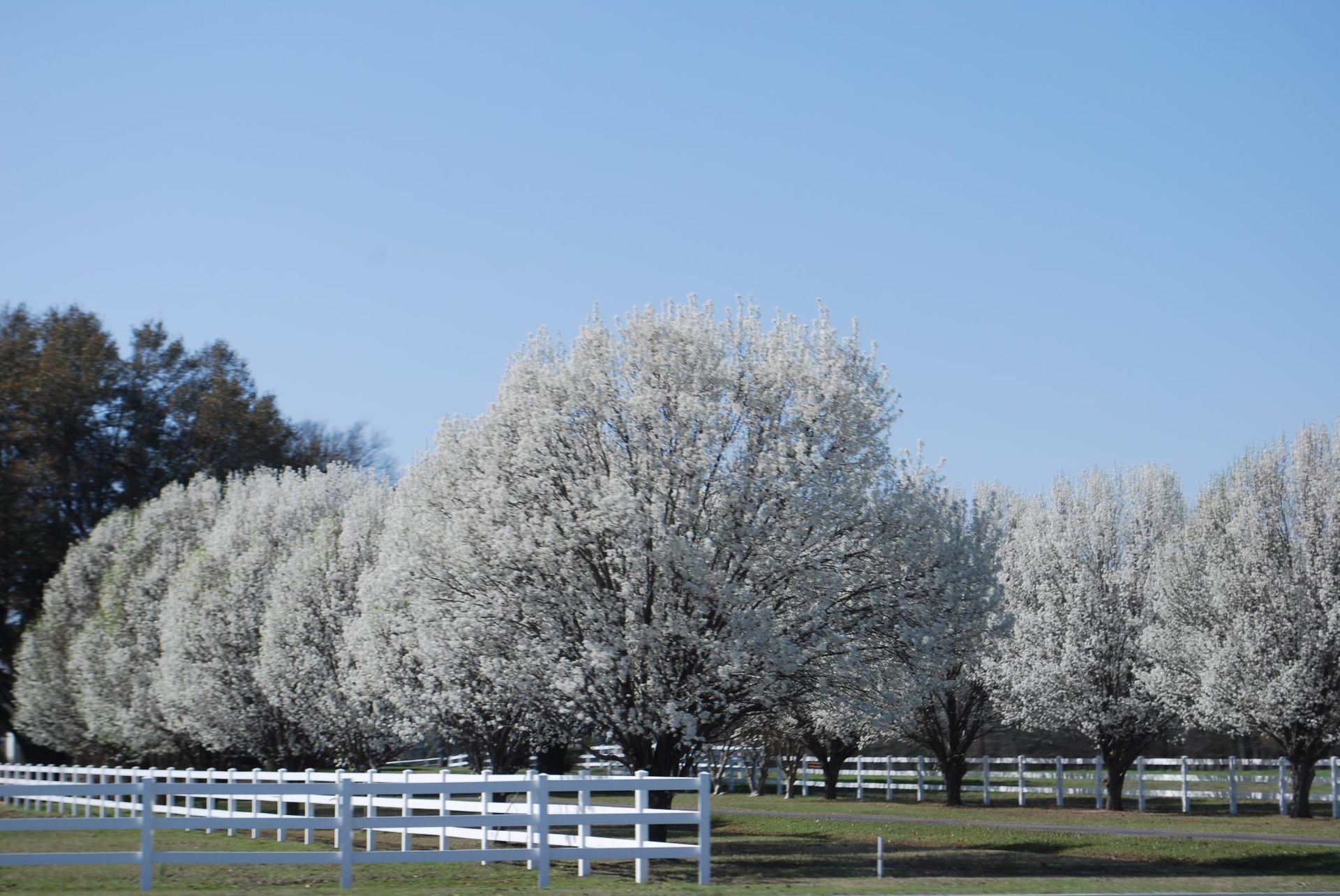 White-blossomed trees in a sunny orchard with a white fence and blue sky