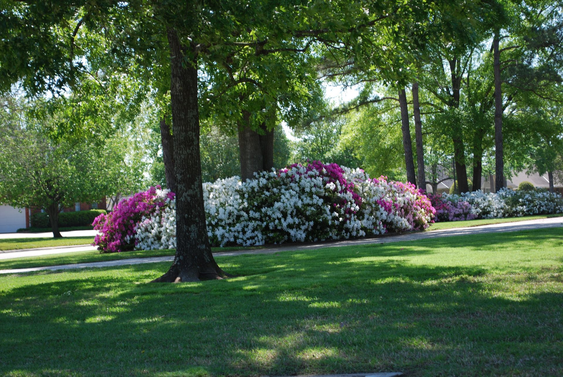 Park with trees and blooming pink and white flower beds on a sunny day