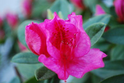 Bright pink flower blooming against green leaves