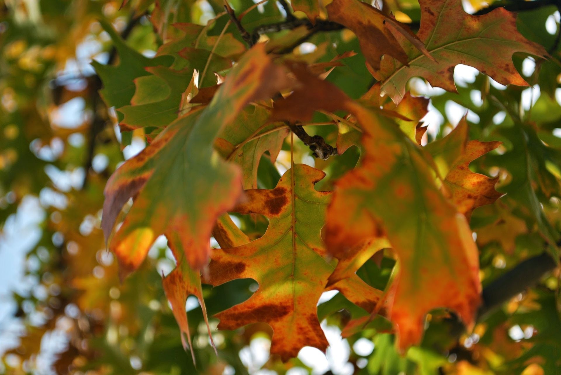 Close-up of green and orange autumn leaves with sunlight filtering through